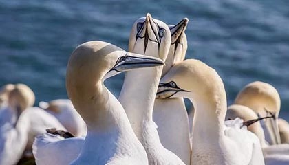 乐鱼体育网址-【早报】头铁的火鸟 嘴硬的穆鸟