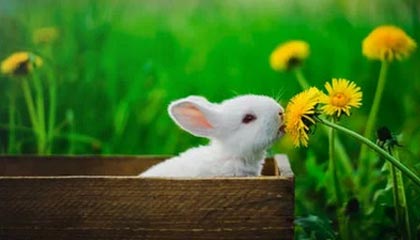 乐鱼体育网址-【早报】头铁的火鸟 嘴硬的穆鸟